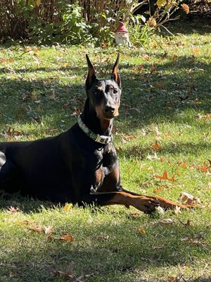 Cody's Public House by null