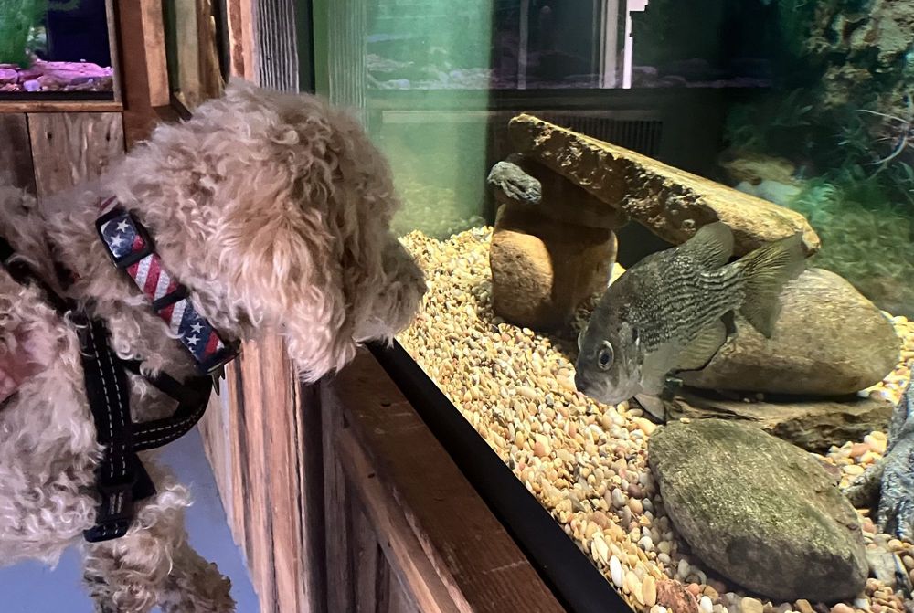 Appalachian Rivers Aquarium Logo