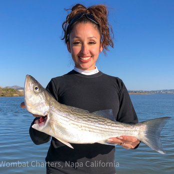 Wombat Charters - Napa River Guided Boat Fishing Charters for Stripers on Light Tackle - Fishing Near Me Wombat Charters - Napa River Guided Boat Fishing Charters for Stripers on Light Tackle - Fishing Near Me