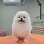Canine Cuts & Artistry