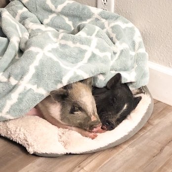 SoCalMiniPigs - Dixie & Ellie - Pet Breeders Near Me - Valley Center, California