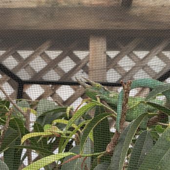 Andersons La Costa Nursery - the nursery's beautiful horned chameleon - Nurseries & Gardening Near Me - Encinitas, California Andersons La Costa Nursery - the nursery's beautiful horned chameleon - Nurseries & Gardening Near Me - Encinitas, California