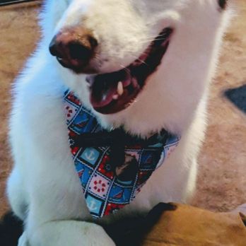 The Paw Spa - Snowball after her spa day showing me her nails - Pet Groomers Near Me - Corona, California The Paw Spa - Snowball after her spa day showing me her nails - Pet Groomers Near Me - Corona, California