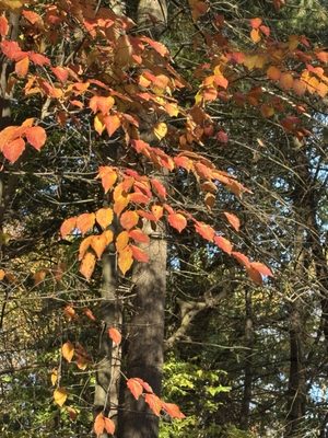 Inwood Hill Park by null