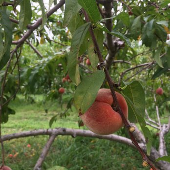 Windy Acre Farms - Fruits & Veggies Near Me - Calverton, New York Windy Acre Farms - Fruits & Veggies Near Me - Calverton, New York