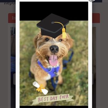 The Dog Spot - Report card photo - Pet Sitting Near Me - Everett, Washington