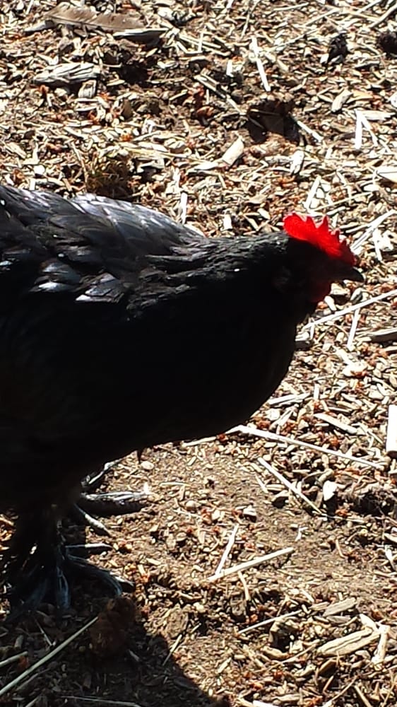 Morris's Shadow Mountain Stables - equestrian in Auburn, WA