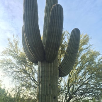 Old Pueblo Cactus - Nurseries & Gardening Near Me - Tucson, Arizona