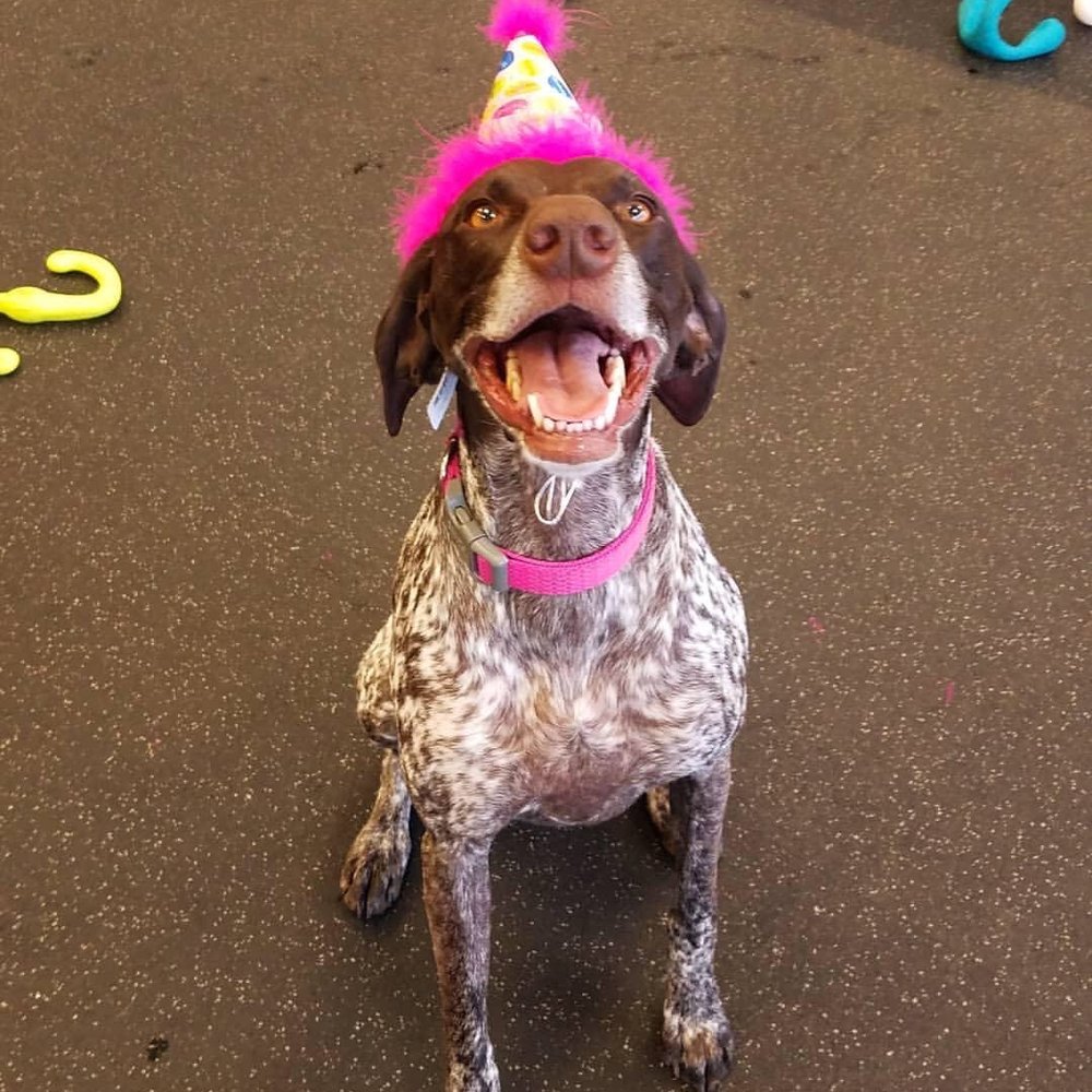 Kriser's Natural Pet - Chicken (my pup) at her daycare birthday party! - Pet Stores Near Me - Chicago, Illinois Kriser's Natural Pet - Chicken (my pup) at her daycare birthday party! - Pet Stores Near Me - Chicago, Illinois
