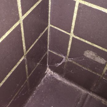 Fandango Restaurant - The women's bathroom stall was dirty and sported this spider web. - French Near Me - Pacific Grove, California