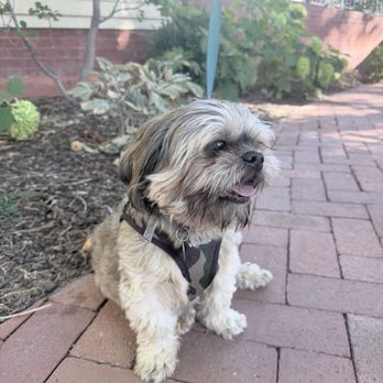 The Carriage House - Luca enjoying the patio - Coffee & Tea Near Me - Denver, Colorado