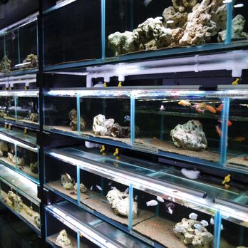 Aquatic Design Centre - Aquariums Near Me - London, XGL