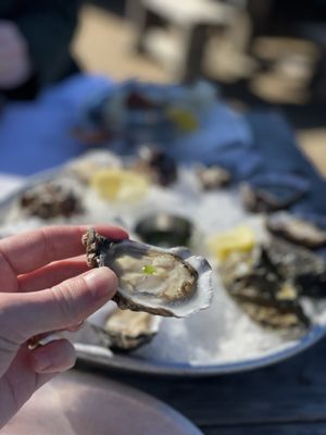 Hog Island Oyster Farm by null
