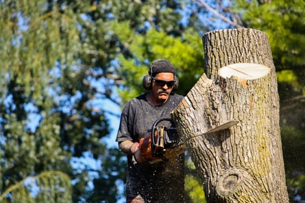 Rochester Tree Service - tree service in Rochester, NY