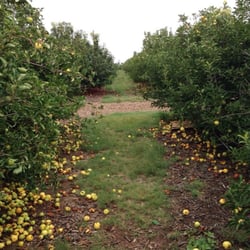 The Orchard