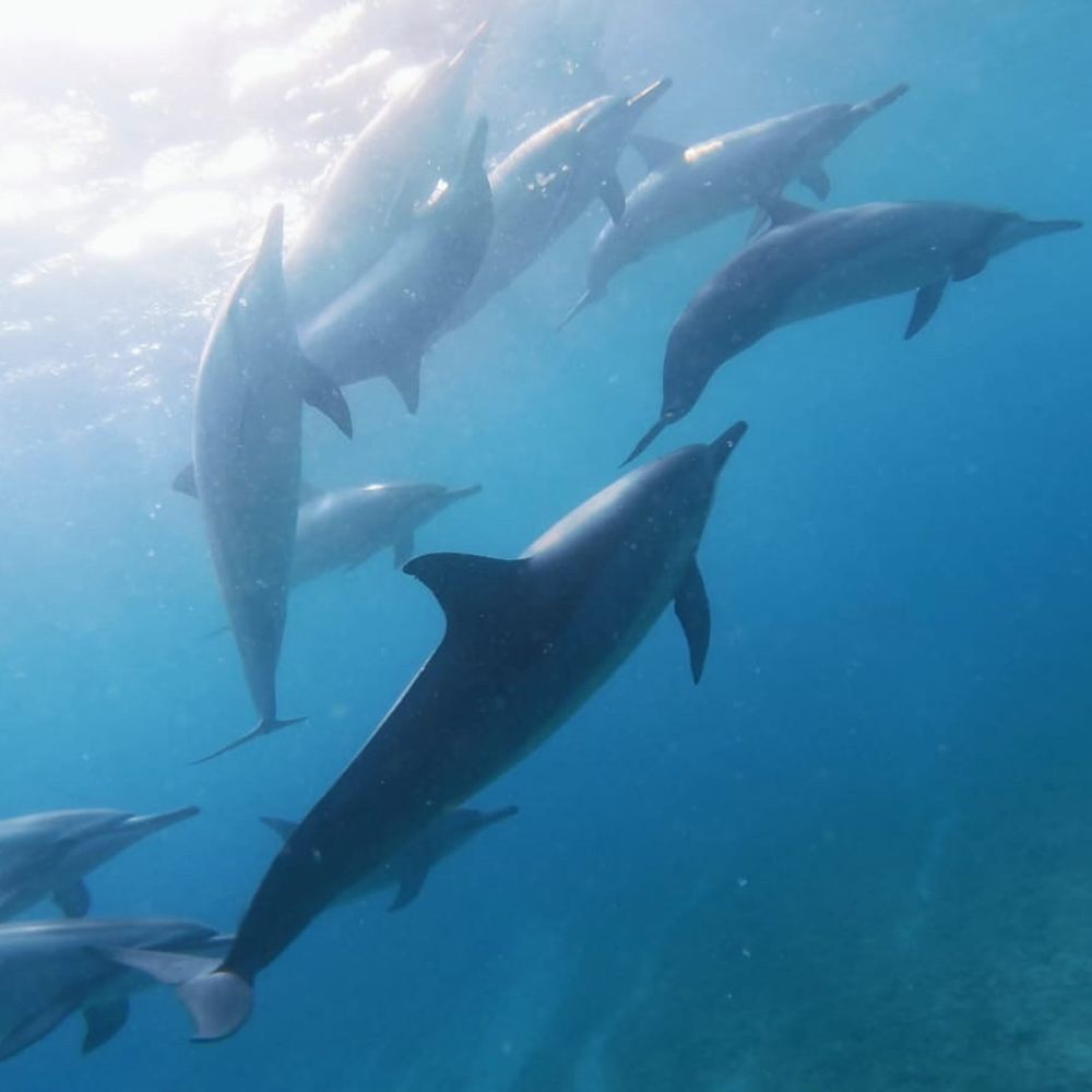Brunos Charter - Dolphins during our snorkel! - Boat Tours Near Me