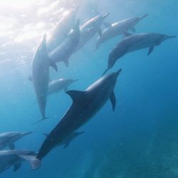 Brunos Charter - Dolphins during our snorkel!