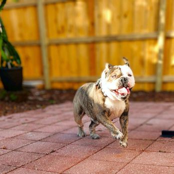 Paws Up Paradise - Pet Boarding Near Me Paws Up Paradise - Pet Boarding Near Me