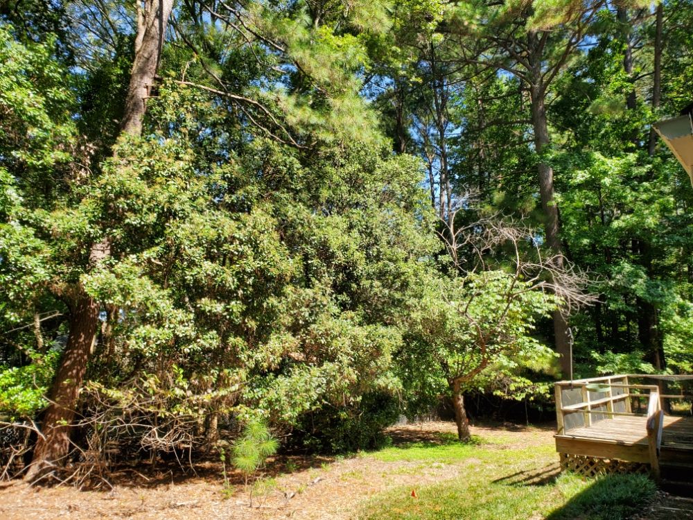 Earthly Touch - tree service in Raleigh, NC