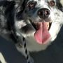 Photo of Sit & Stay Pet Care