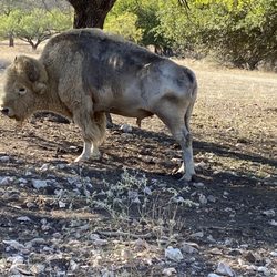 Buena Vista Wildlife Safari and RV Park - Bison