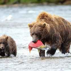 All Alaska Outdoor Lodge