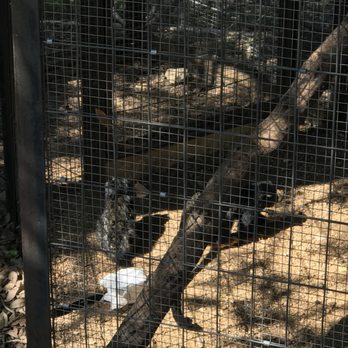 Austin Zoo - Zoos Near Me - Austin, Texas