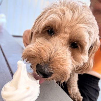 Dairy Chef - Pup cup! - Ice Cream & Frozen Yogurt Near Me - Elkhorn, Nebraska