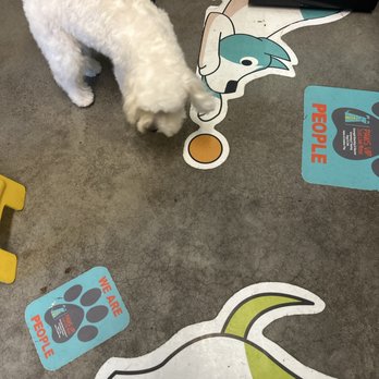PawsVIP - Multipoo haircut - Pet Groomers Near Me - Seattle, Washington
