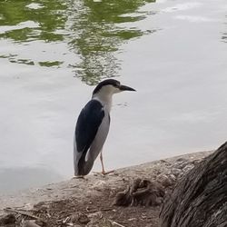 Lincoln Park - Black Crowned Night Heron