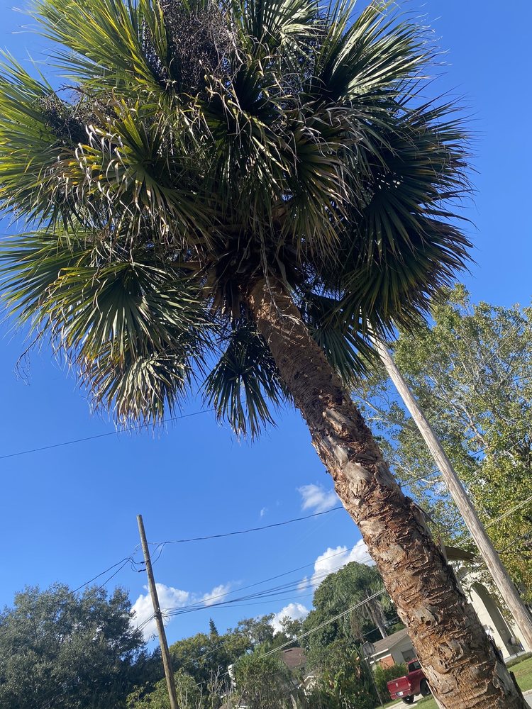 Jay's Quality Tree Service - tree service in Orlando, FL