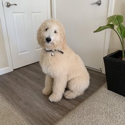Before grooming Before grooming