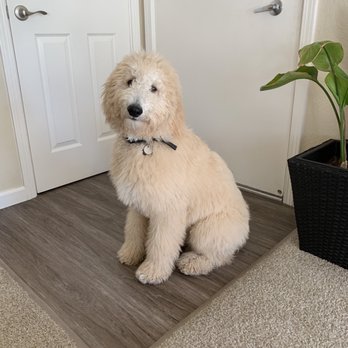 The Dog Pawlor - Before grooming - Pet Groomers Near Me - San Jose, California