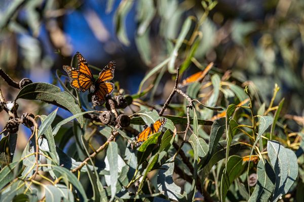Monarch Butterfly Grove by null