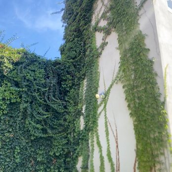 Jungle Tree Landscaping - Before 1 - Lawn Services Near Me