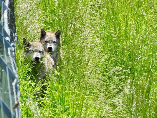 Howlers Inn B&B and Wolf Sanctuary, Bozeman MT Bed and Breakfast Lodging by null