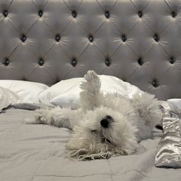 5 stars aka one paw up for the new Aireloom mattress from Bed Drs