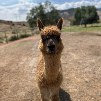 Circle Cliff Ranch Alpacas - Attraction Farms Near Me - Bicknell, Utah