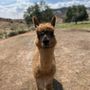 Photo of Circle Cliff Ranch Alpacas