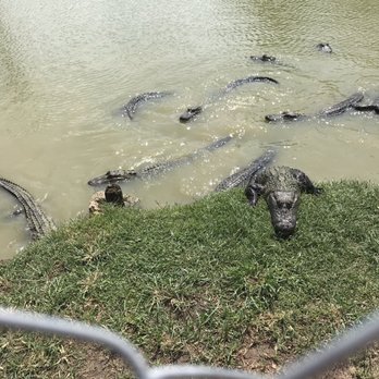 Gator Country - Zoos Near Me - Beaumont, Texas Gator Country - Zoos Near Me - Beaumont, Texas
