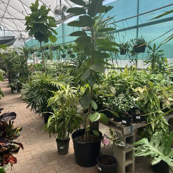 Bloomers Garden Center - Houseplants - Nurseries & Gardening Near Me - Elgin, Texas