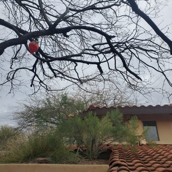 Wild West General Services - a red fire hydrant hanging from a tree - Handyman Near Me Wild West General Services - a red fire hydrant hanging from a tree - Handyman Near Me