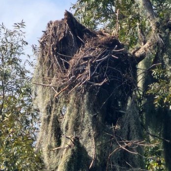 St. Johns River Eco Tours - Osprey nest - Tours Near Me - DeBary, Florida St. Johns River Eco Tours - Osprey nest - Tours Near Me - DeBary, Florida