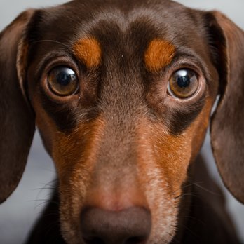 Dapper Paws Photography - Pet Photography Near Me Dapper Paws Photography - Pet Photography Near Me