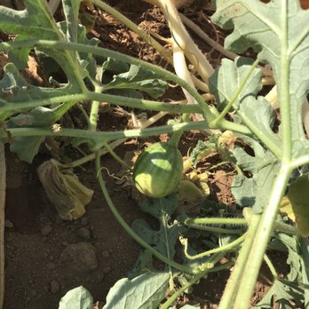 Rancho Bernardo Pumpkin Farm - Baby watermelon! - Pumpkin Patches Near Me - San Diego, California Rancho Bernardo Pumpkin Farm - Baby watermelon! - Pumpkin Patches Near Me - San Diego, California