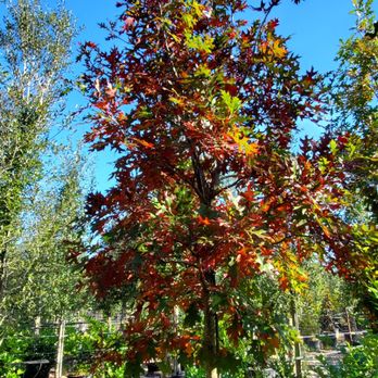 La Escondida Tree Farm - Red oak going through one of its process of changing its leaf color. Have them available in 45gal. - Nurseries & Gardening Near Me - Magnolia, Texas La Escondida Tree Farm - Red oak going through one of its process of changing its leaf color. Have them available in 45gal. - Nurseries & Gardening Near Me - Magnolia, Texas