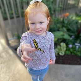 Butterfly room