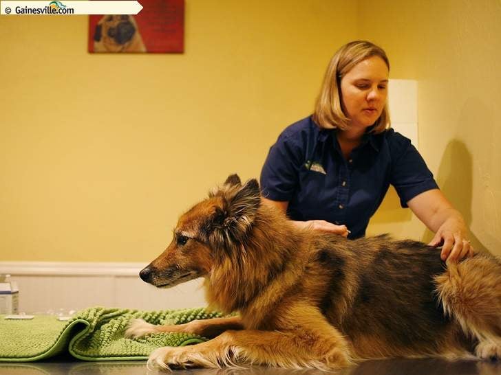 Newberry Animal Holistic & Wellness Center Image