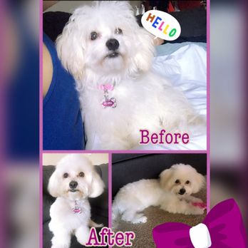 PetSmart - Pet Stores Near Me - San Jose, California PetSmart - Pet Stores Near Me - San Jose, California