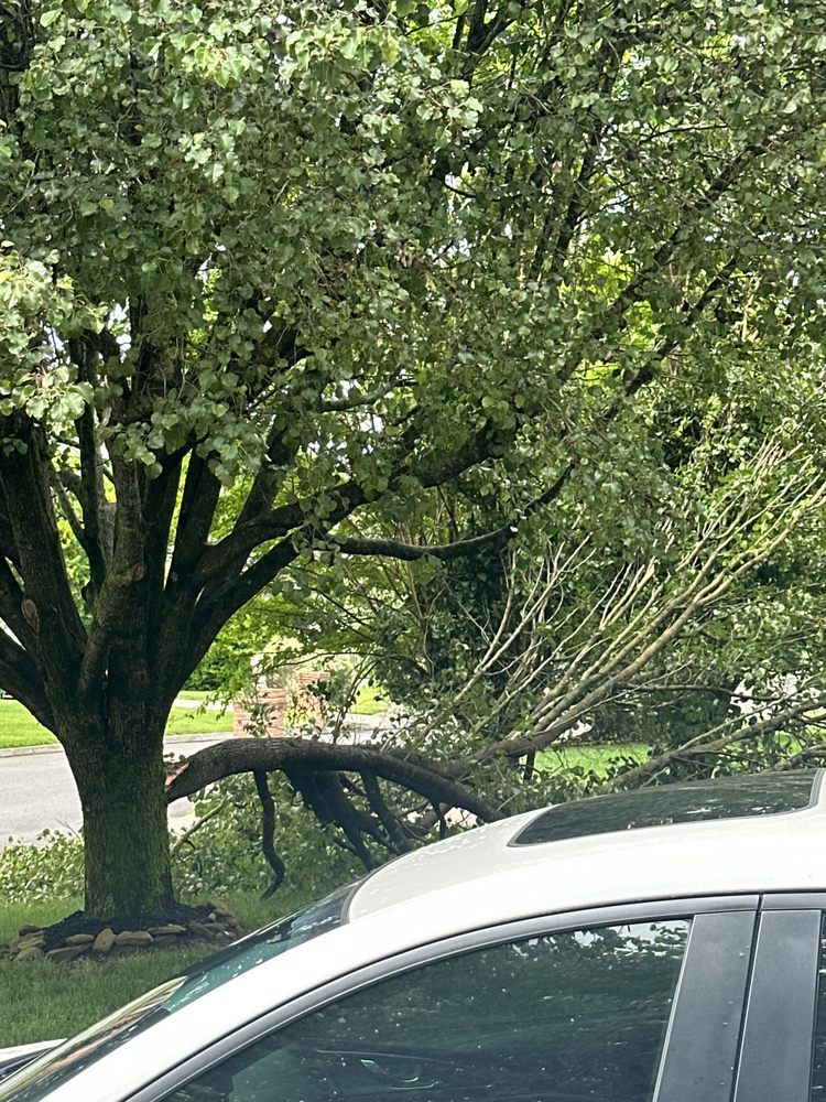 The Tree Service - tree service in Knoxville, TN